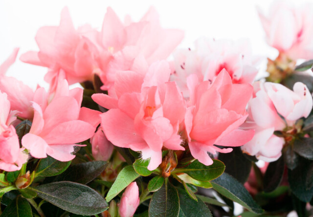AZALEA: Ikke bare til julepynt. Foto: Shutterstock.com © AZALEA: Ikke bare til julepynt. Foto: Shutterstock.com ©